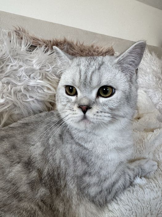 Kocurek brytyjski krótkowłosy srebrny