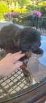 Suczka po mamie shih tzu shihtzu
