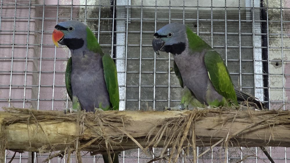 Casal de derbianas