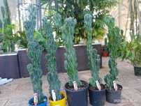 Kaktusy Cereus Euphorbia - Łódź