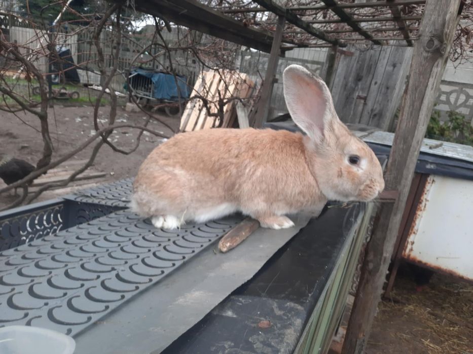 Król olbrzym belgijski samiec