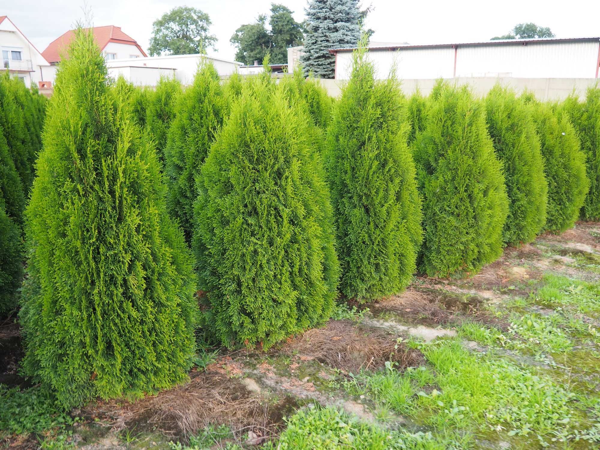 Tuja szmaragd  75-80cm hortensje szkółka Łabiszyn
