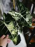 Alokazja frydek variegata