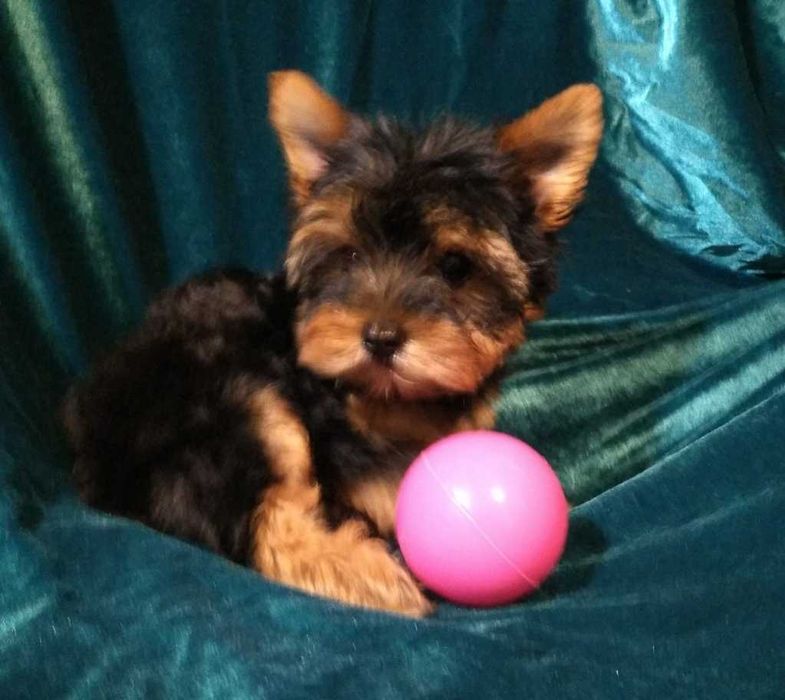 щенки Йоркширского Терьера