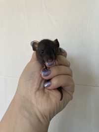 Крысенок самец дамбо