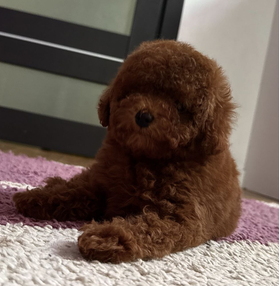 Poodle Red Brown China