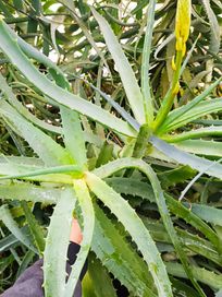 Aloes cięty na kilogramy