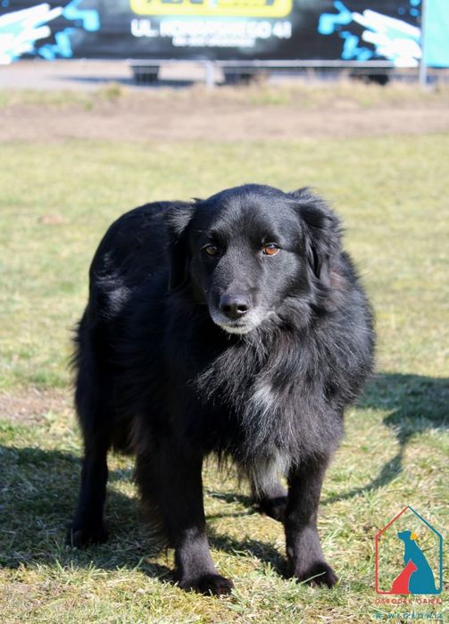 Levis 207/24 - SZUKA DOMU!