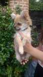 Sprzedam szczeniak chihuahua