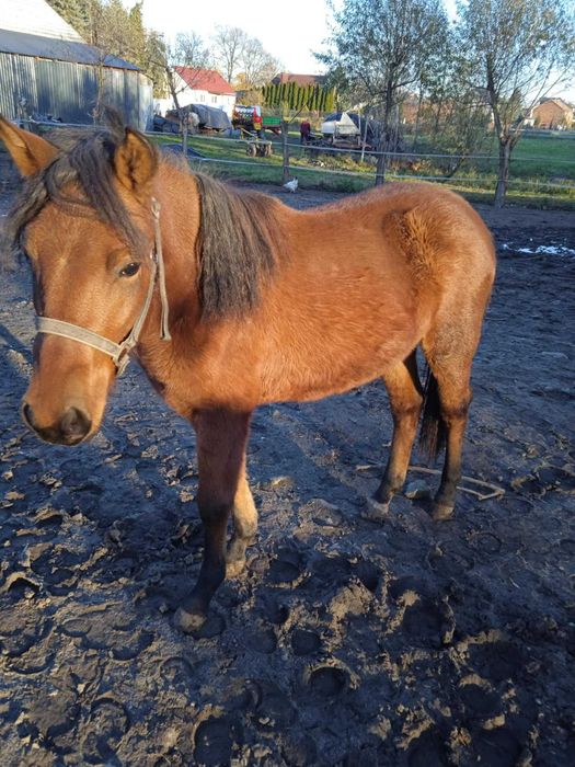 Sprzedam lub zamienię klaczki huculskie