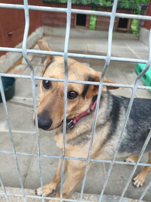 Łagodny, kochany, uwielbia przytulanie i głaskanie-Bueno