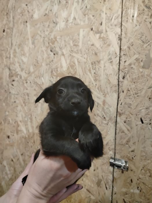 Piękne bąbelki do adopcji