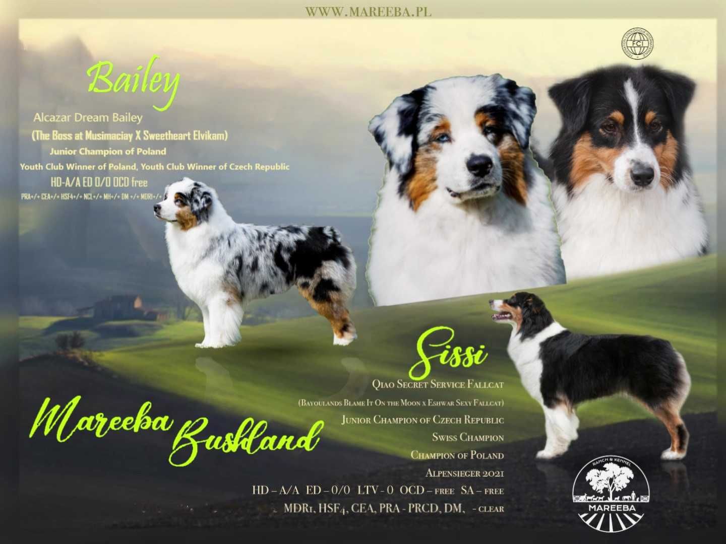 Owczarek australijski blue merle z ogonkiem po championach