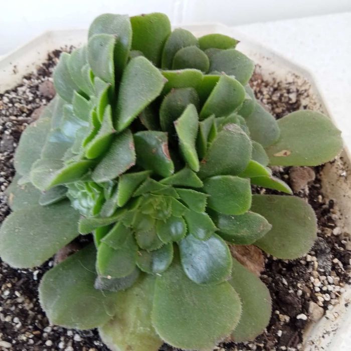 Еоніуми та   інші сукуленти.