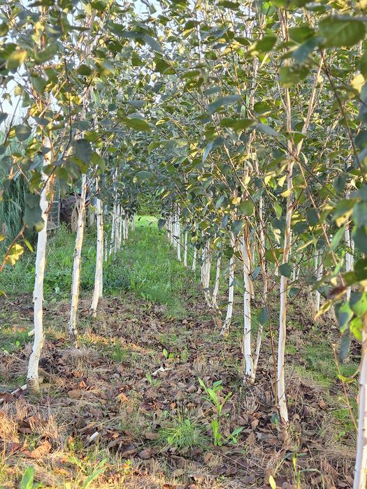 Brzoza dorebos 150cm-370cm