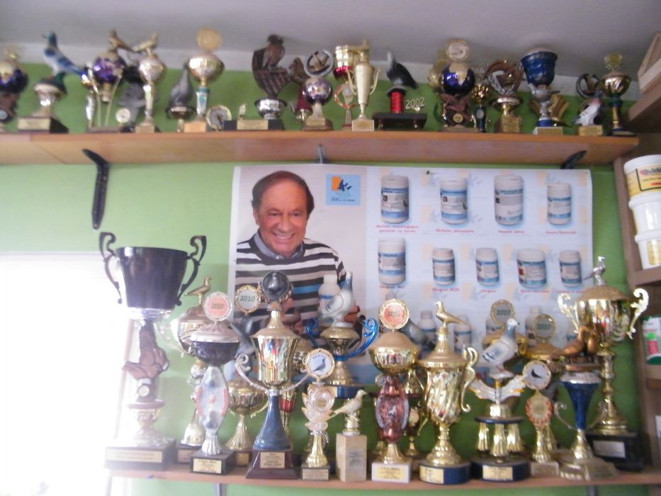 Gołębie Pocztowe rozpłodowe i lotowe  Wielokrotny Mistrz