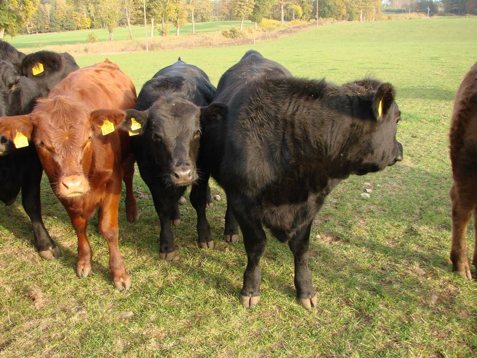 SPRZEDAM Angus czarny, jałówki 9-10 miesięcy, 14 sztuk, 250-350kg