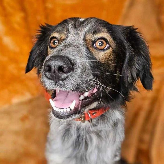 Nieduży, młody psiak o pięknym umaszczeniu do adopcji - Rezner