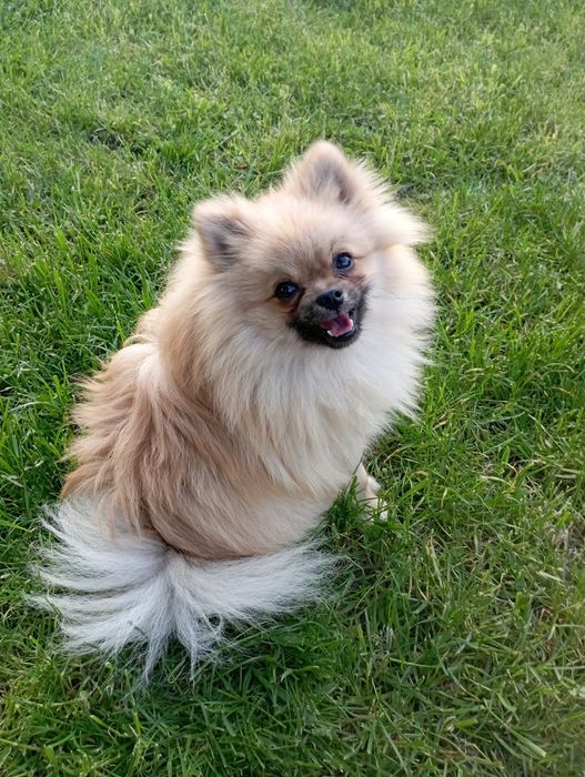 Szpic miniaturowy pomeranian