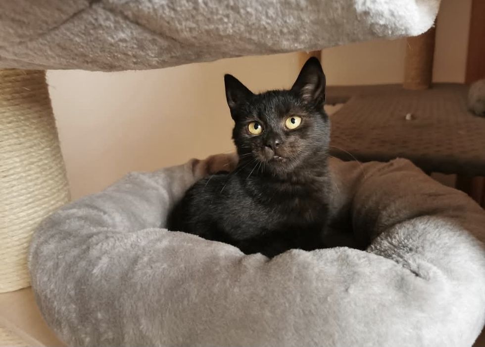 3 miesięczna koteczka szuka domu