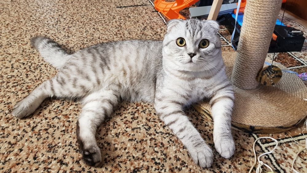 Молодий красунчик шукає подружку