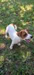 Jack Russell Terrier (SUCZKA)