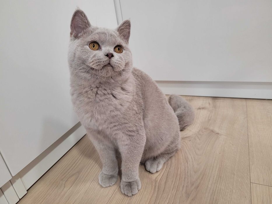 Kot brytyjski liliowy- rodowód FPL.