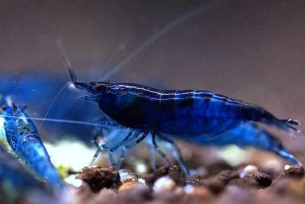 Krewetka BLUE VELVET - Neocaridina - Caridina - dowóz, wysyłka