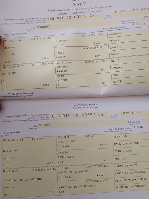 Sprzedam konie zimnokrwiste