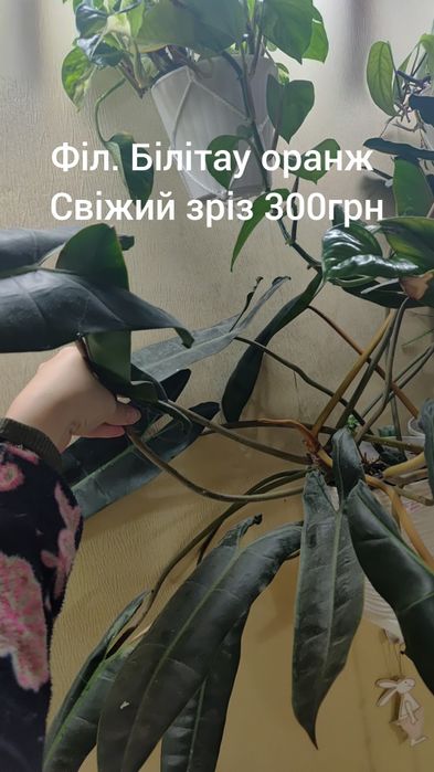 Хойї. Хлорофітум. Монстера. Сингоніум.Філодендрони . Зрізи і вкорінен