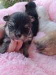 Sliczny szczeniaczek  pomeranian szpic miniaturowy