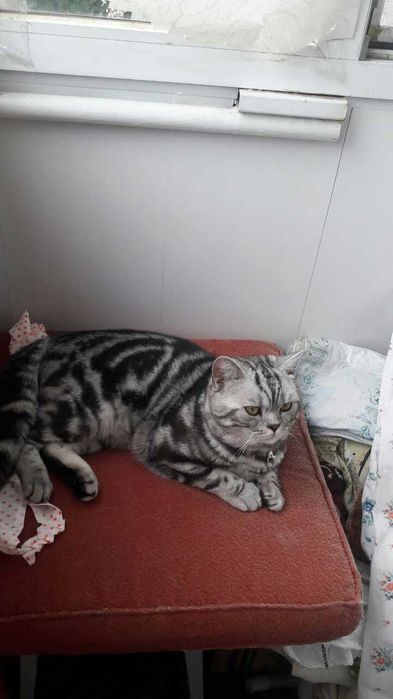 Вязка .Шотландский кот