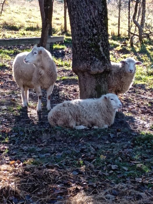 Sprzedam owce, tryki, jagnięta