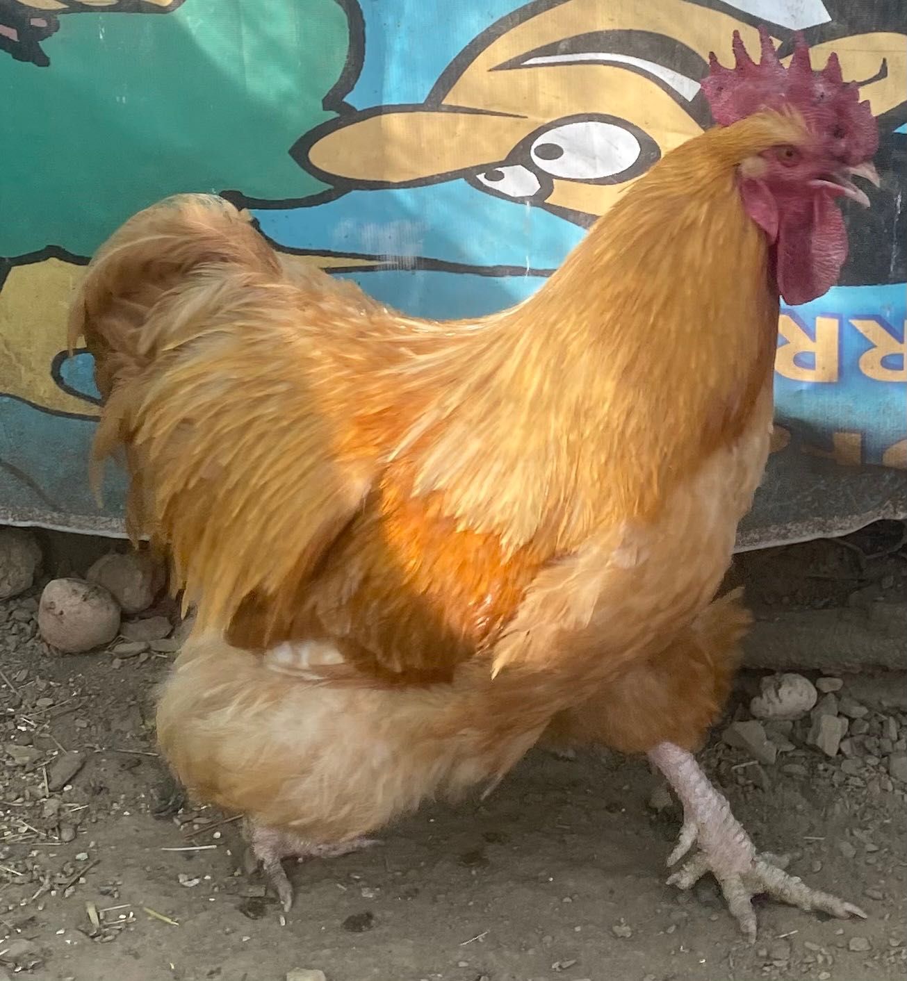 Galo de raça orpington amarela