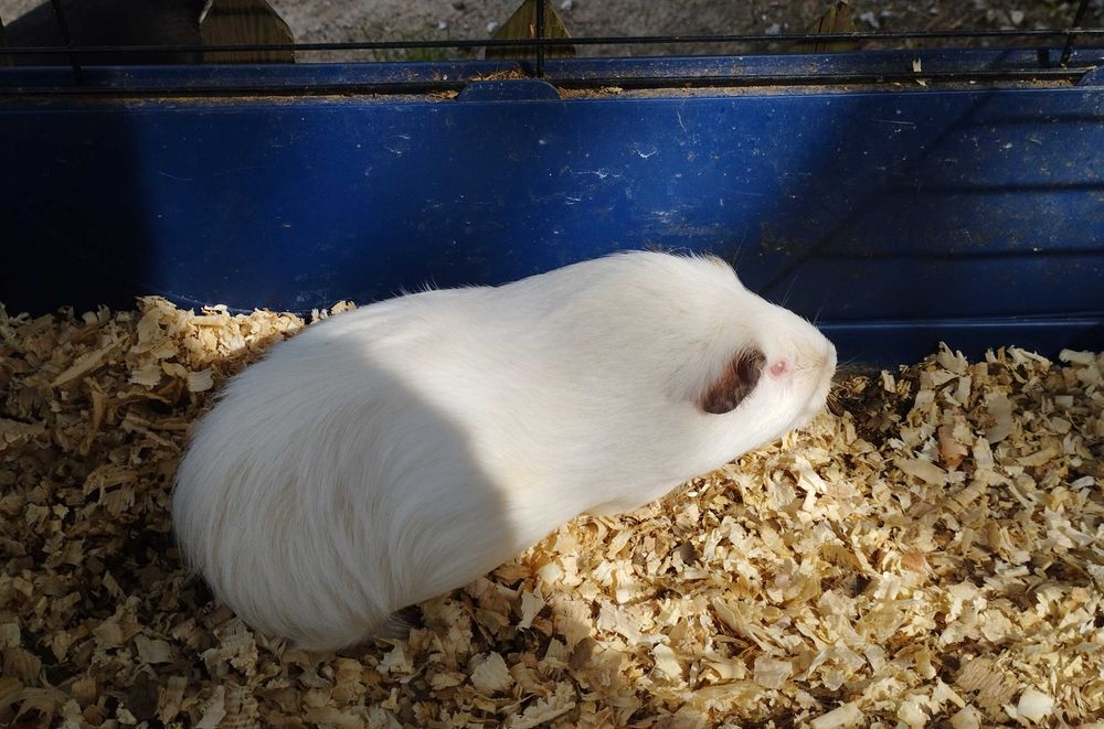 Świnki morskie (samce i samiczki)