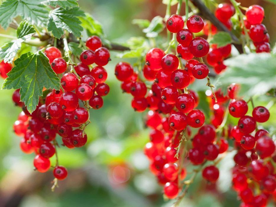 Ягідні кущі / Саженцы ягодных кустарников. Великий вибір!