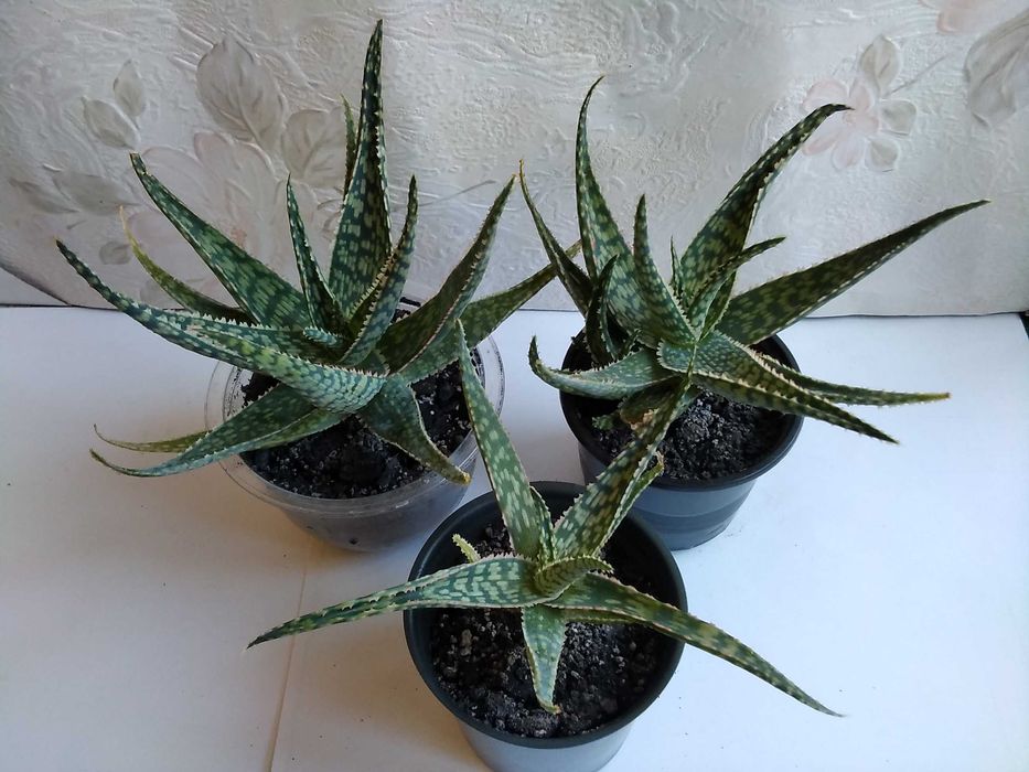 Алоэ Рауха алоe Rauhii