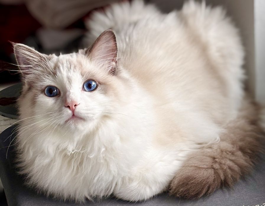 Ragdoll Kocurek hodowlano - wystawowy.