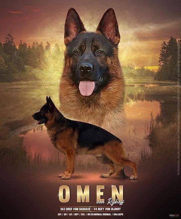Цуценята від Omen von Rijhoff