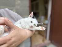 Kochana Pralinka szuka domku adopcja