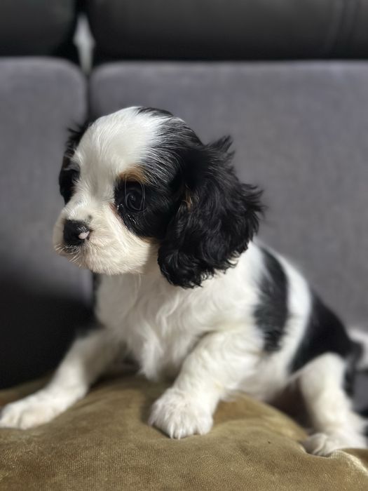 Śliczn sunia  Cavalier king charles spaniel sunia