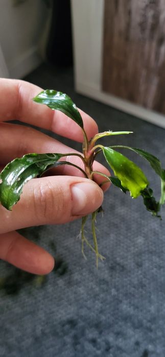 17 sztuk Bucephalandra roślina do akwariów