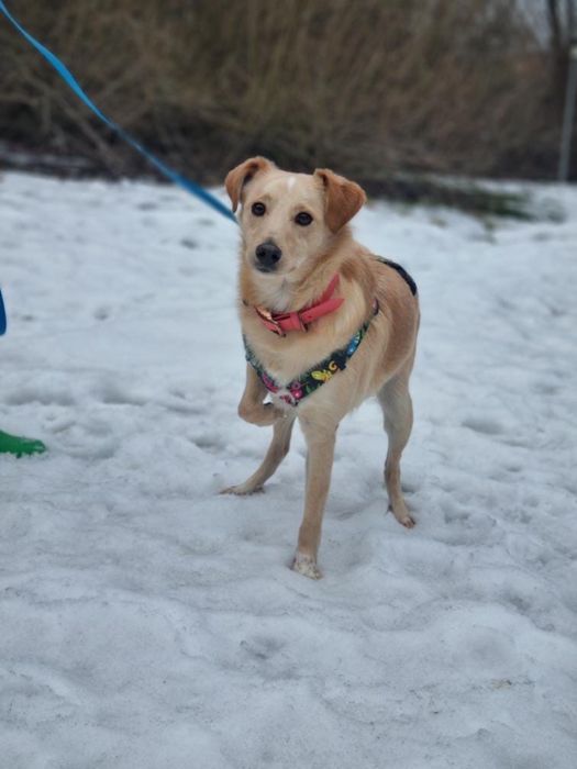 Biszkopt, ur. 2020, piesek ze schroniska