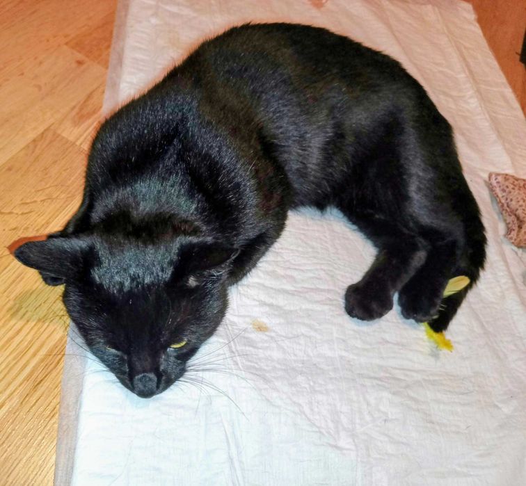 Czarny kocurek szuka domu!