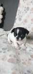 Chihuahua piesek REZERWACJA