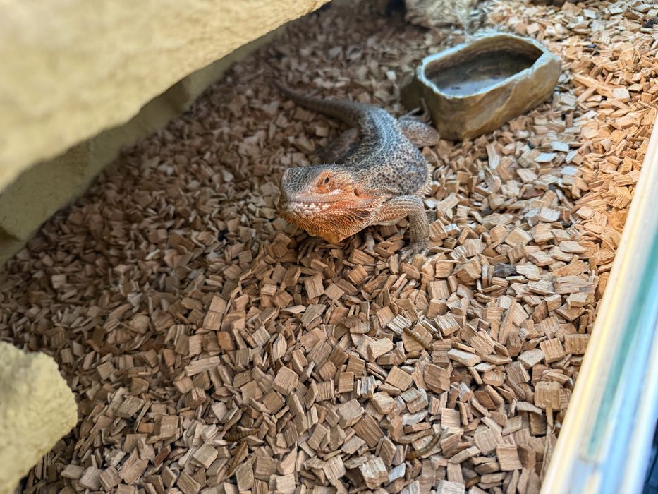 Agama brodata z terrarium