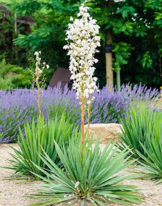 Юкка       дітка