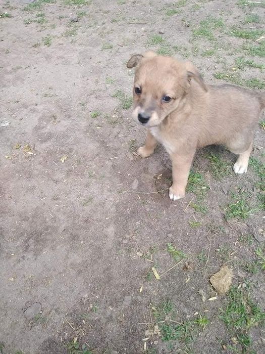 Oddam za darmo pieski