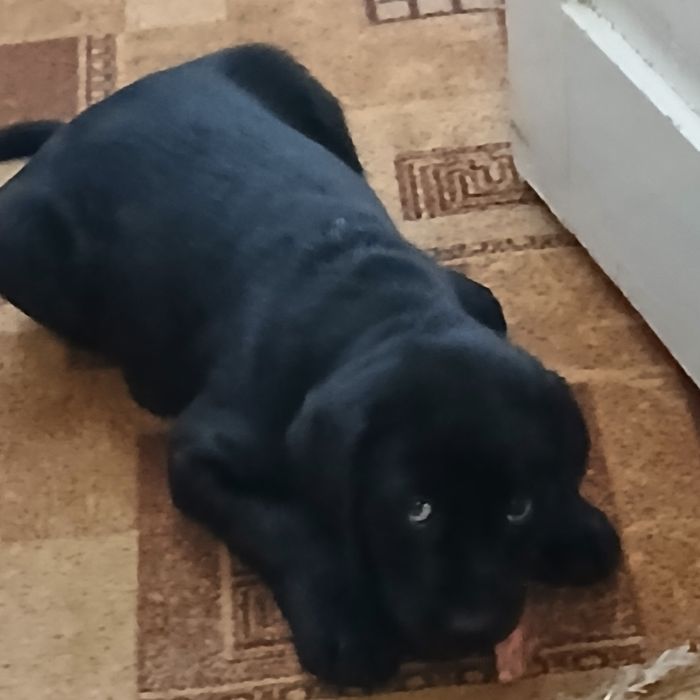 Дівчинка лабрадор чорного кольору  чекає на своїх люблячих господарів