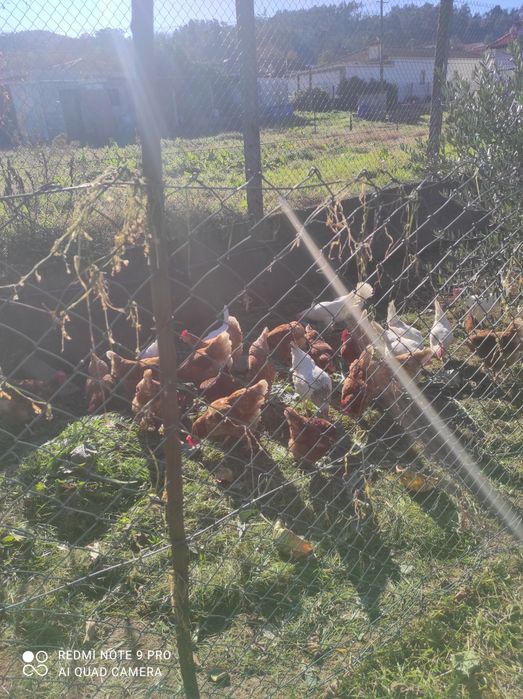 Ovos frescos galinhas criadas no campo